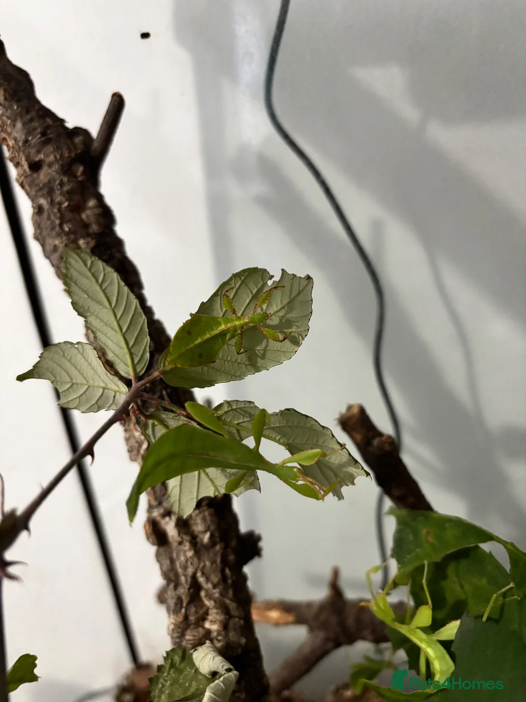Stick Insects invertebrates for sale: Leaf Insect Nymphs in Newton Abbot - Advert 1