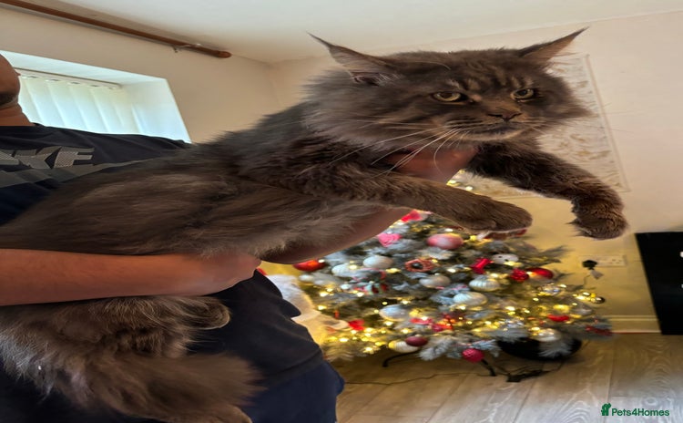 Maine Coon cats - Advert 16