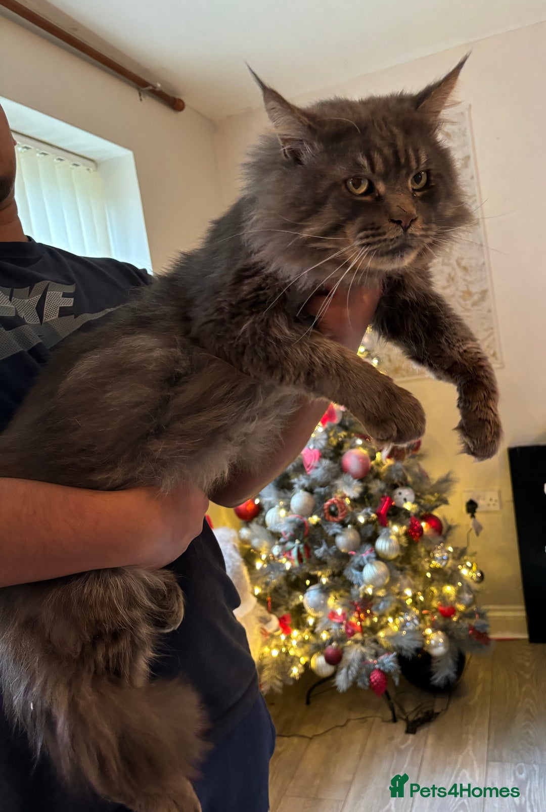 Maine Coon cats for sale: Active Maine coon  - Image 1