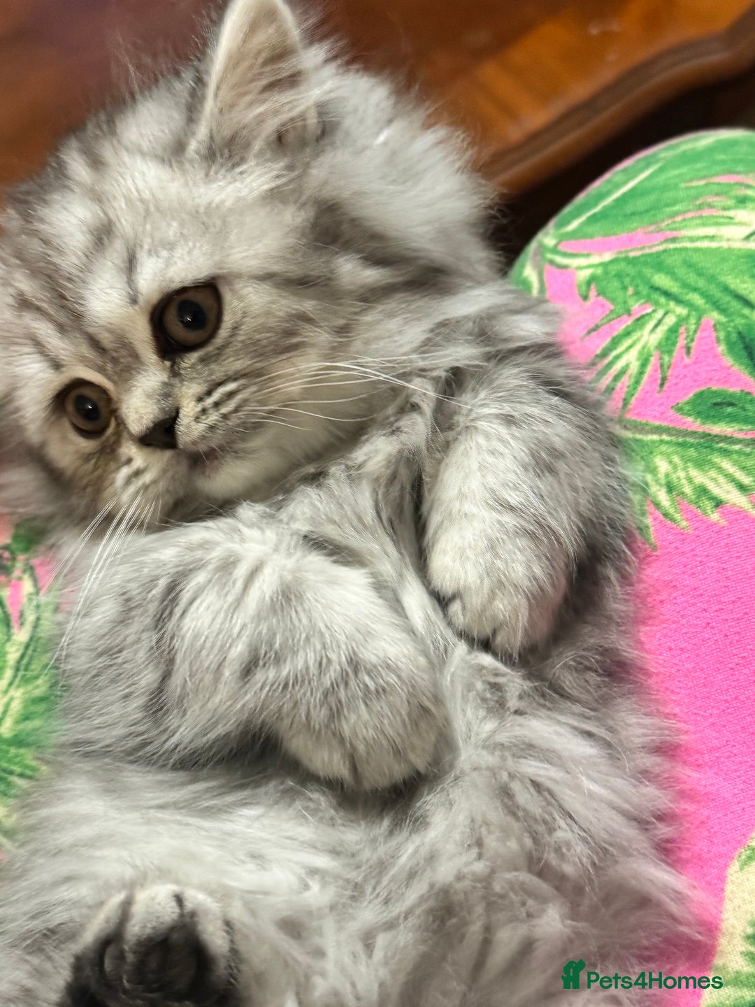 British Longhair cats for sale: British Long Hair Kittens - Image 17