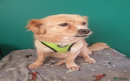 Mixed Breed dogs for adoption: 🐾 Roxy 💕 - Image 8