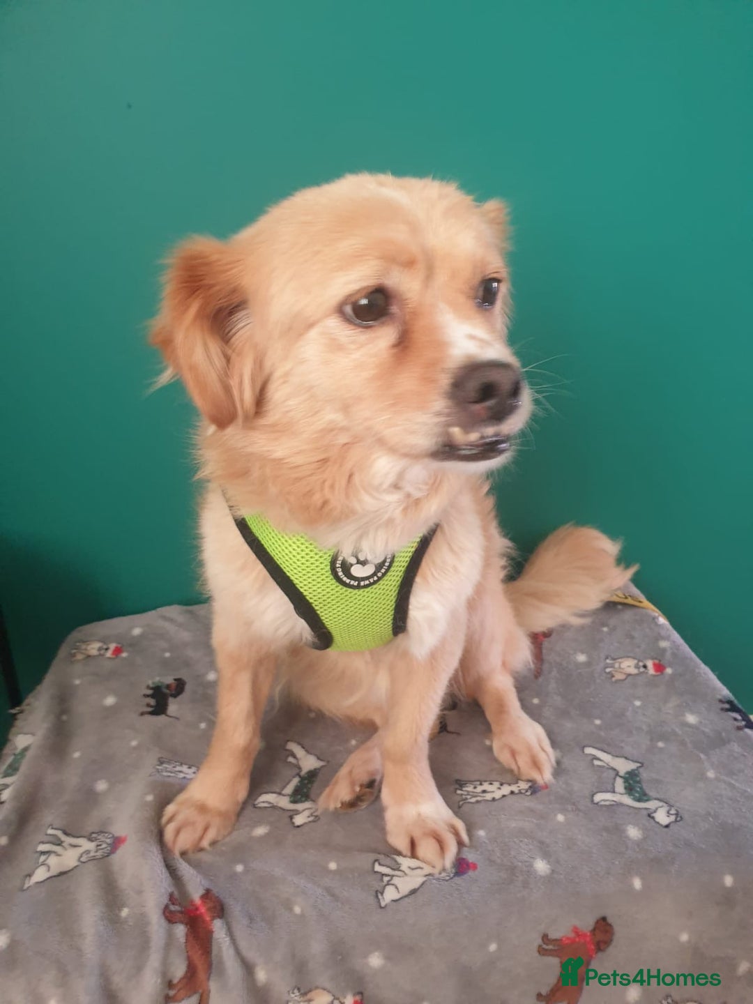 Mixed Breed dogs for adoption: 🐾 Roxy 💕 - Image 8