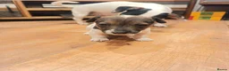 Jack Russell dogs for sale: Jack russell pups for sale - Advert 31