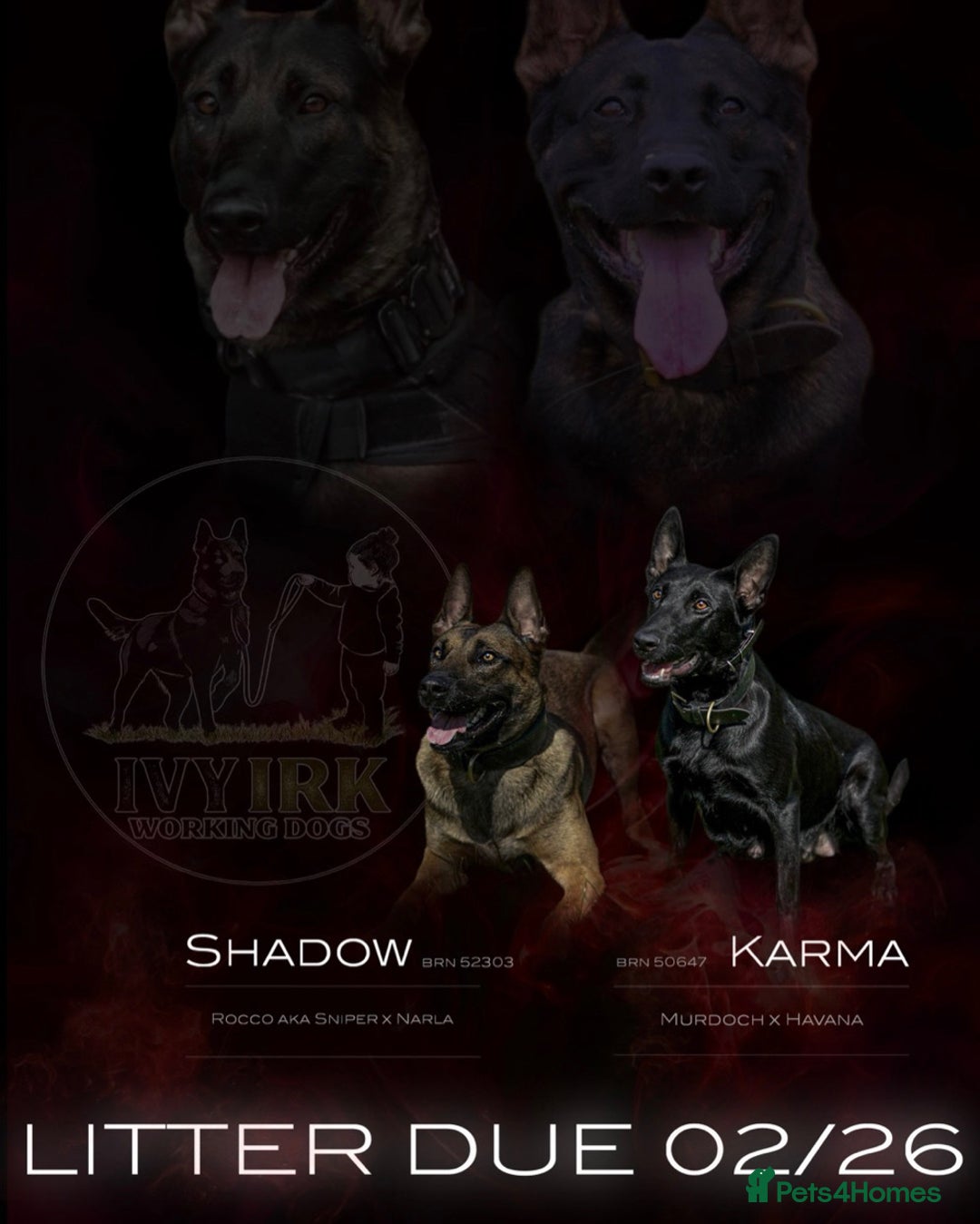 Belgian Shepherd Dog dogs for sale: Belgian Mallinois pups due - Advert 13