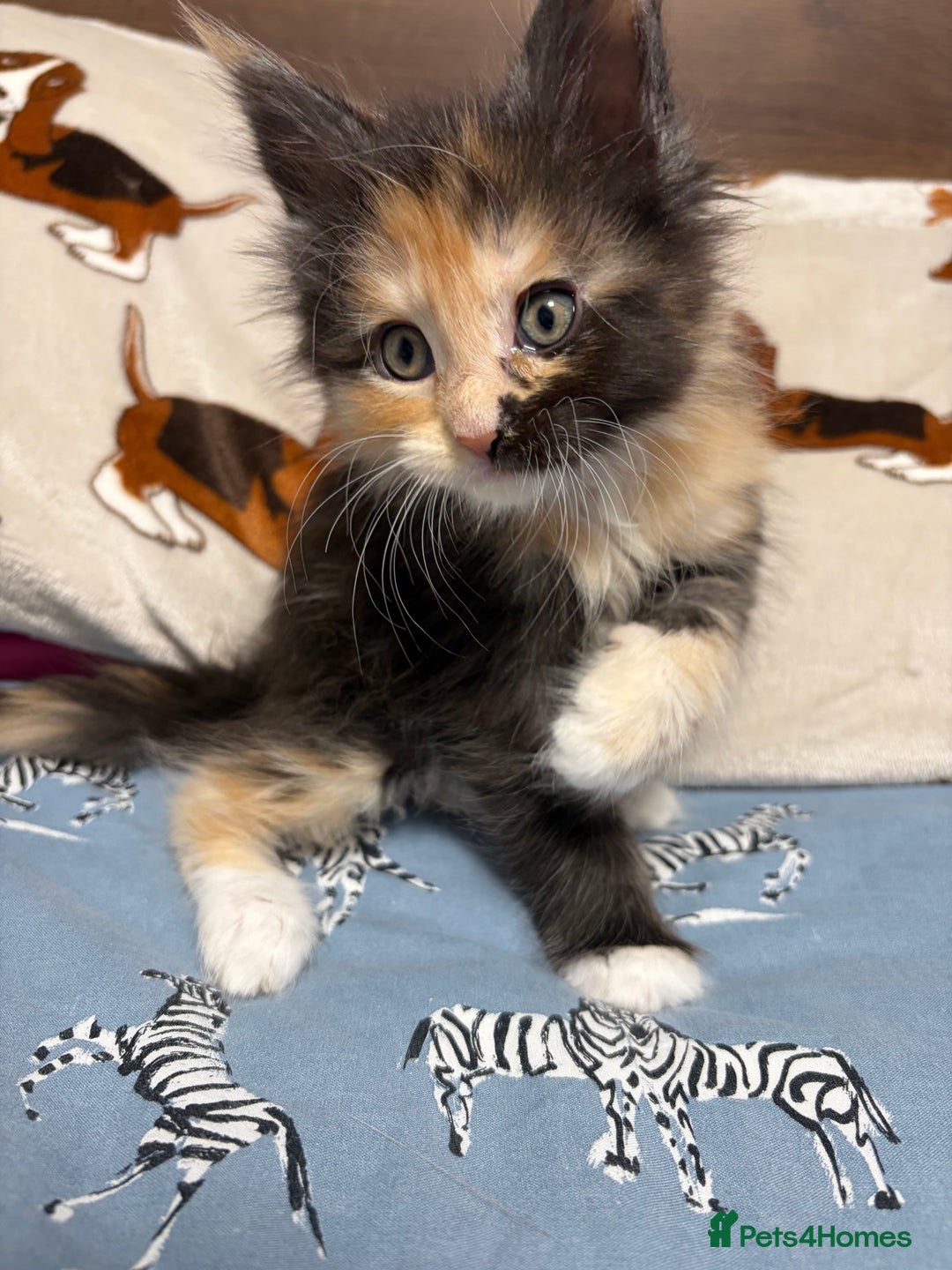 Maine Coon cats for sale: Champion Russian line full Maine coon kittens - Advert 18