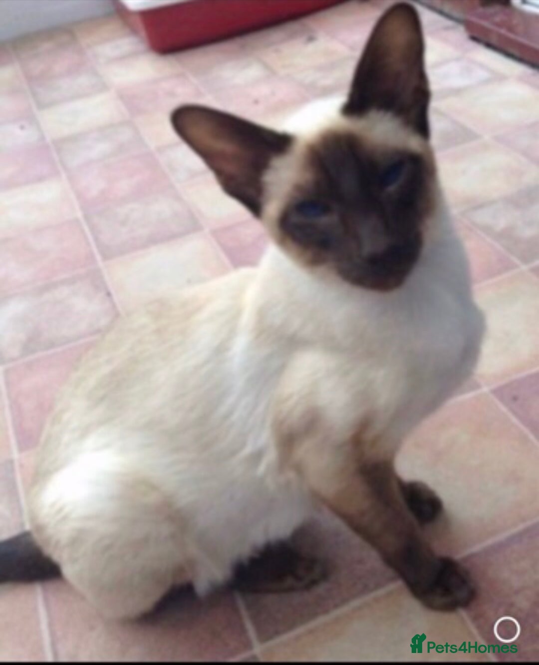 Mixed Breed cats for sale: Stunning part Siamese kittens ready now - Advert 21