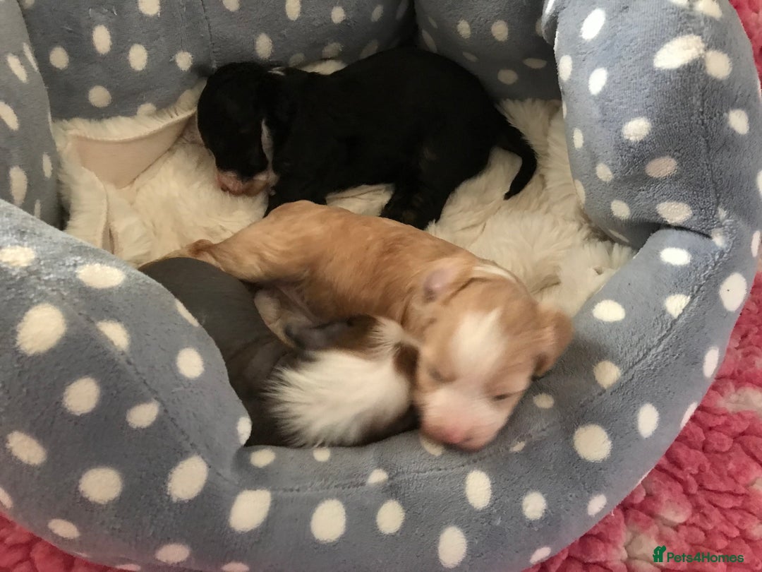 Chinese Crested dogs for sale: Chinese Crested puppies - Advert 8