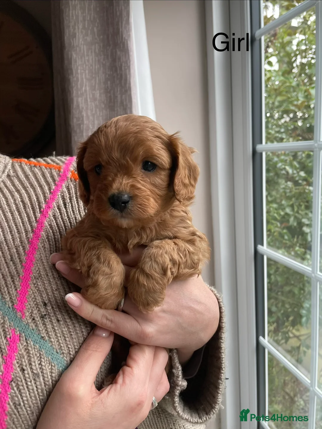 Cavapoo dogs for sale: F1 Toy Cavapoo puppies  - Advert 19
