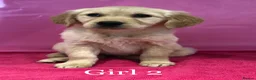 Golden Retriever dogs for sale: K/C Golden Retriever Pups in Basildon - Advert 9