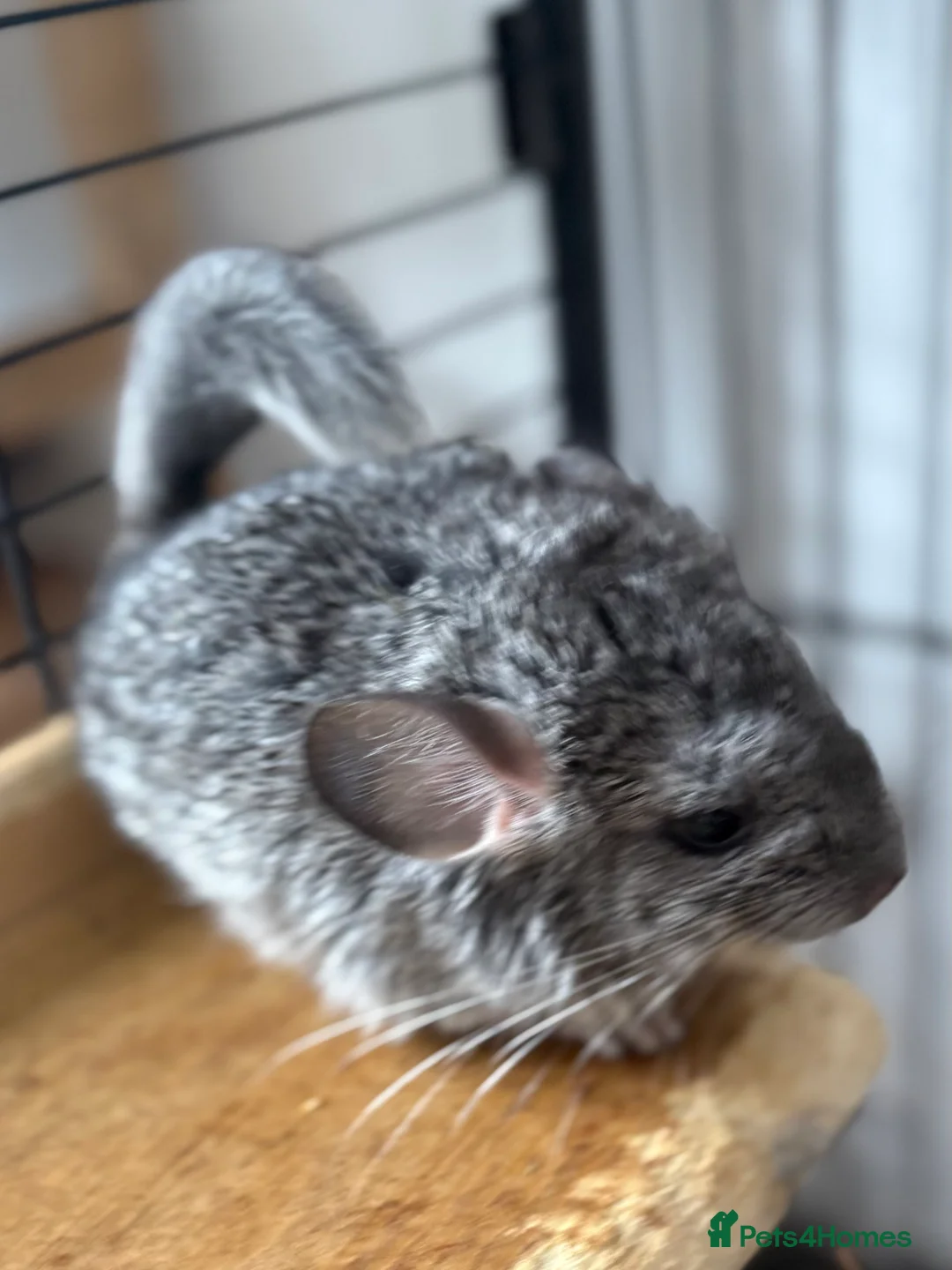 Chinchilla rodents for sale: Chinchilla kits  - Advert 2