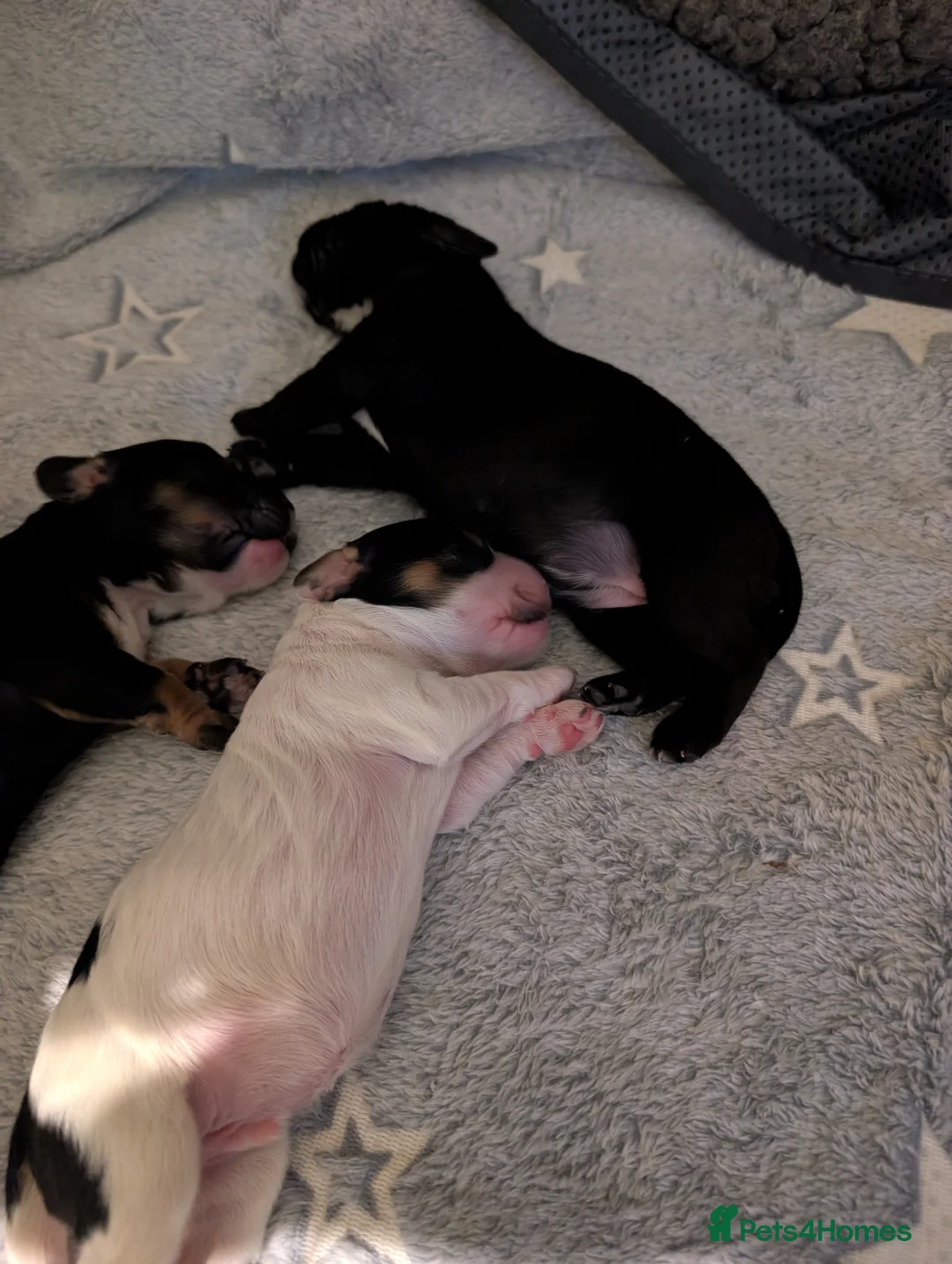 Cockapoo dogs for sale: Beautiful little of 5 Cockerpoos - Advert 38