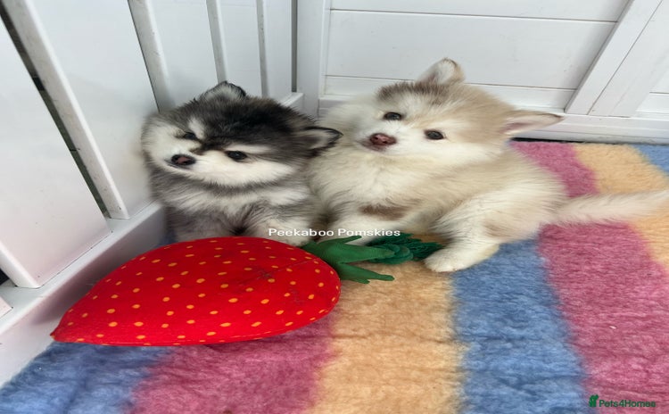 Pomsky dogs - Advert 2