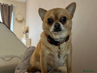 Chihuahua dogs in Doncaster - Advert 28