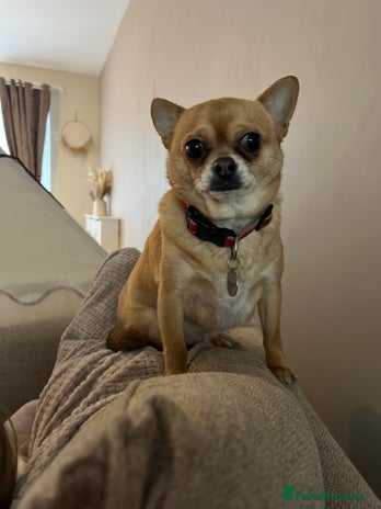Chihuahua dogs in Doncaster - Advert 20