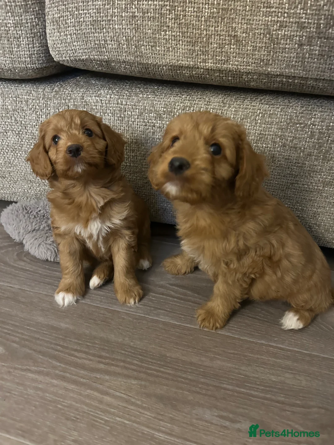 Mixed Breed dogs for sale: Tollerdoodle 3x Girls Available Now - Advert 2