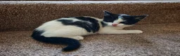 Mixed Breed cats for sale: BRITISH SHORTHAIR CROSS KITTENS *READY NOW* - Advert 11