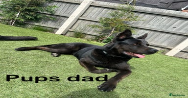 German Shepherd dogs - Advert 1