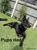 German Shepherd dogs - Advert 4