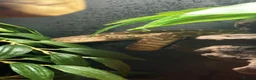 Python Snake reptiles for sale: Bredli python  in Saint Helens - Advert 3
