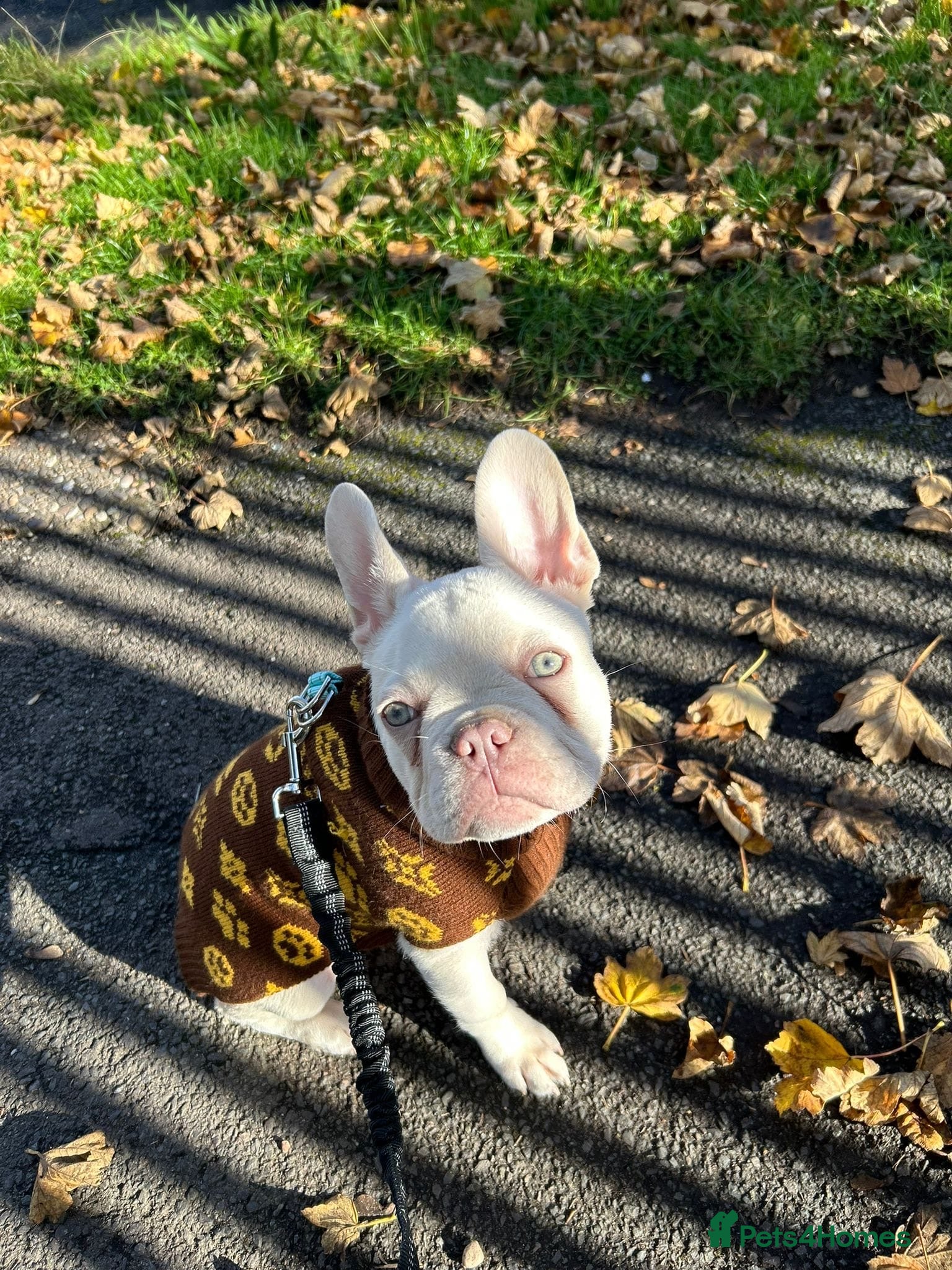 French Bulldog dogs Platinum French bulldog male - Advert 22