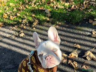 French Bulldog dogs Platinum French bulldog male - Advert 20