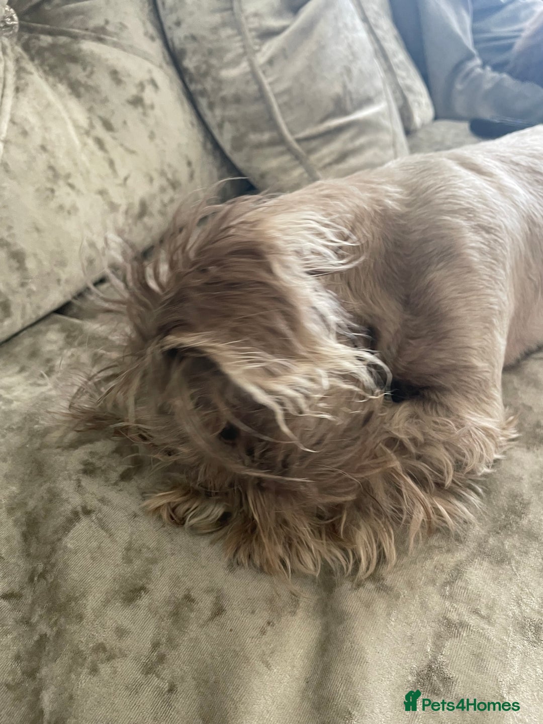 Shih Tzu dogs for sale: Tiny small lilac imperial babies - Image 7