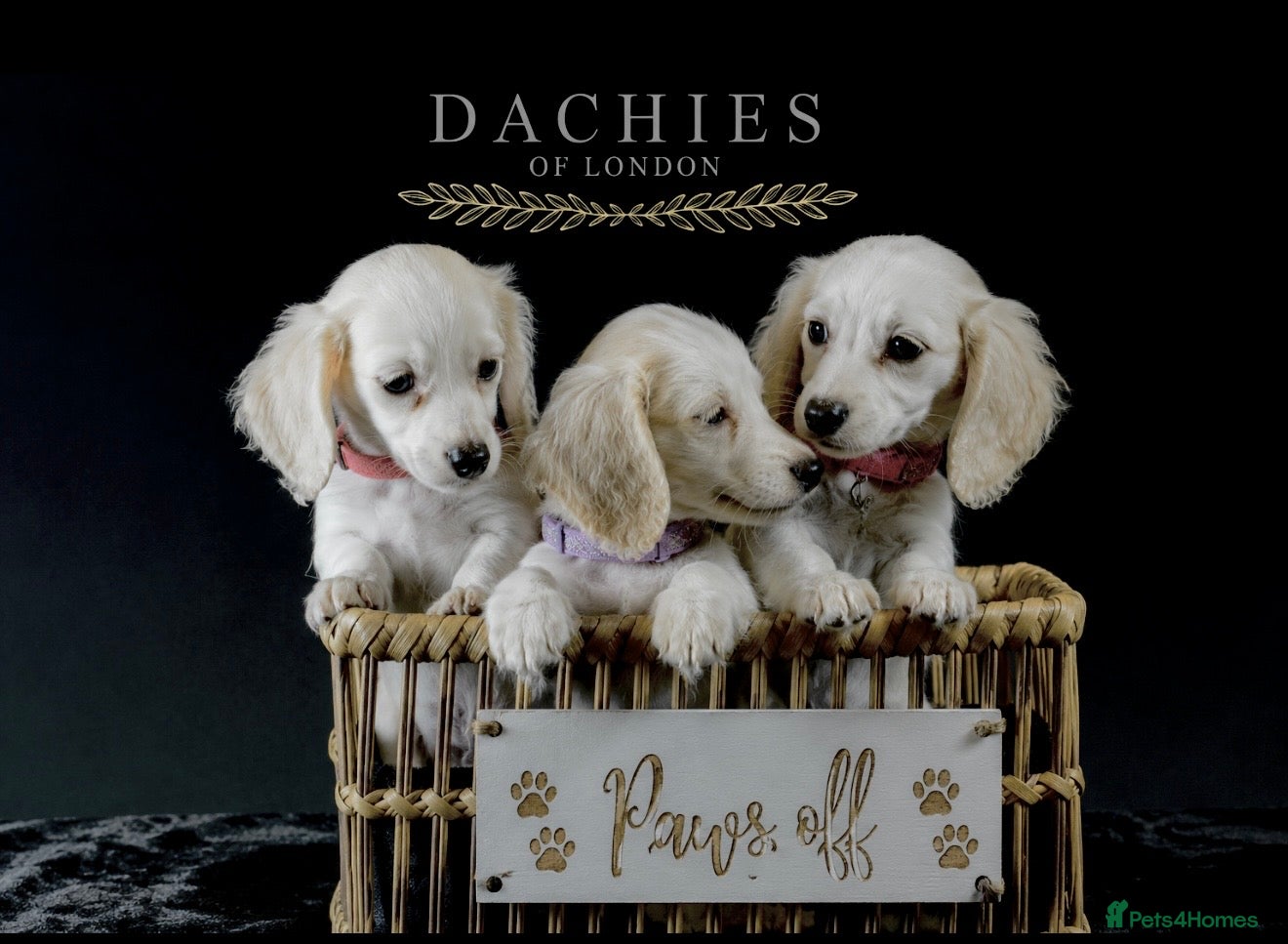 Miniature Dachshund dogs Exceptional PRA clear champion L/H Dachshund 🤍 - Advert 1