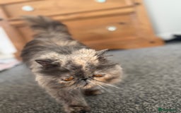Persian cats for sale: GCCF SOLID BLUE PERSIAN PRINCESSES  - Image 19