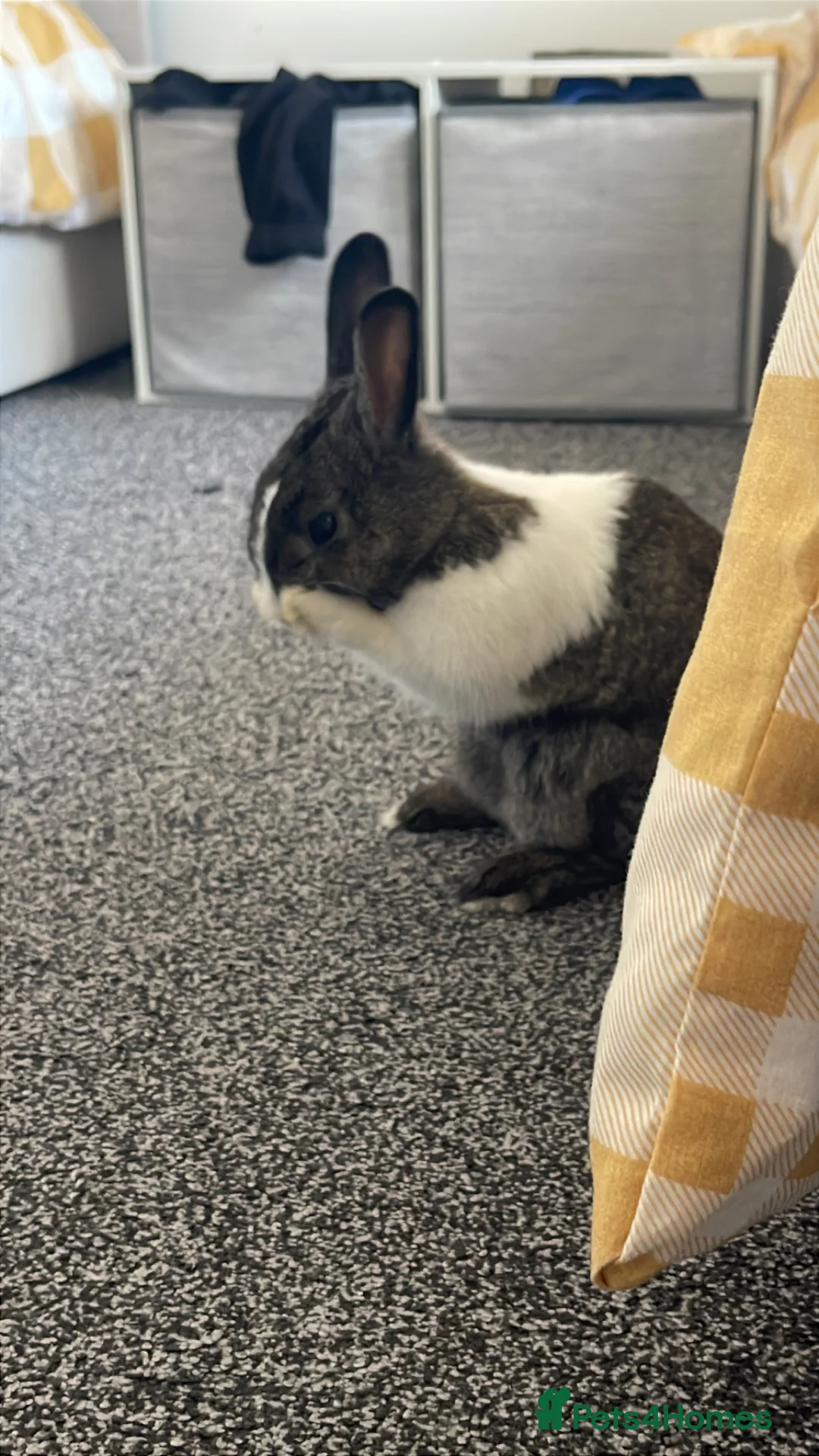 Dutch rabbits for sale: Dutch Rabbit in Blackpool - Advert 1