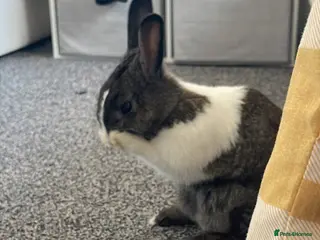 Dutch rabbits Dutch Rabbit - Advert 17