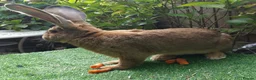 Continental Giant rabbits for sale: PURE HEALTHY Continental Giants PROVEN FOR STUD🐰  - Advert 8