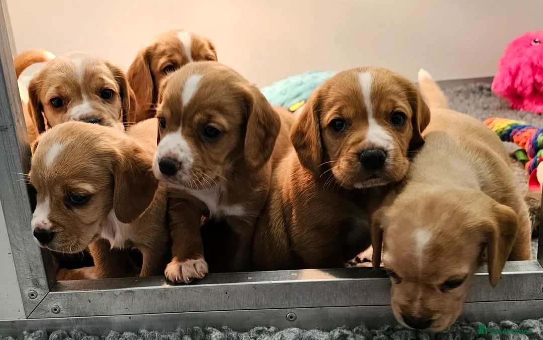 Bocker dogs for sale: Beautiful Red Bocker Pups - Ready 18.02.26 - Advert 10