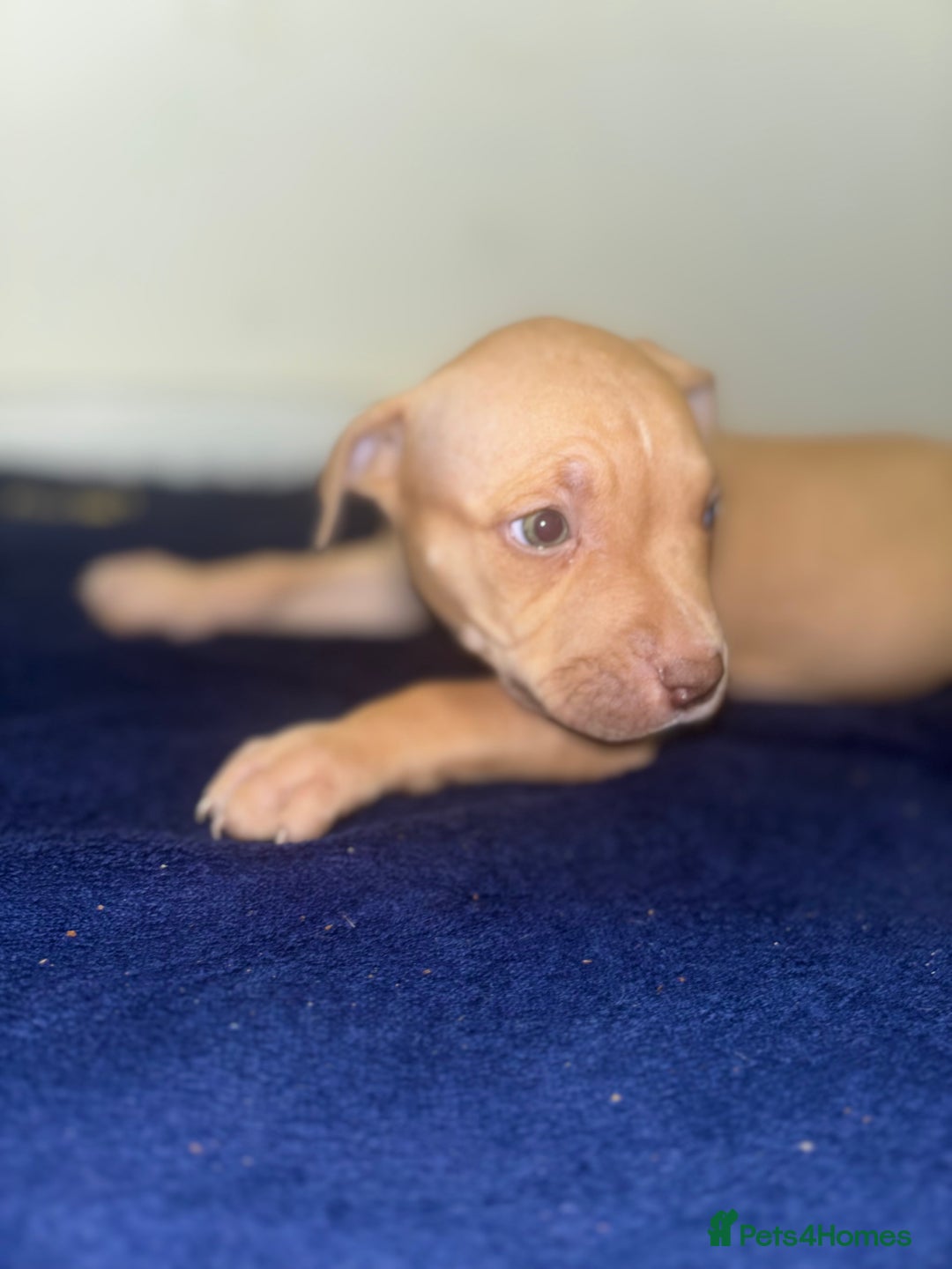 Mixed Breed dogs for sale: Staff puppies for sale!!!!! Weened and Ready now!! - Image 9