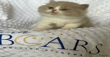 British Shorthair cats - Advert 9