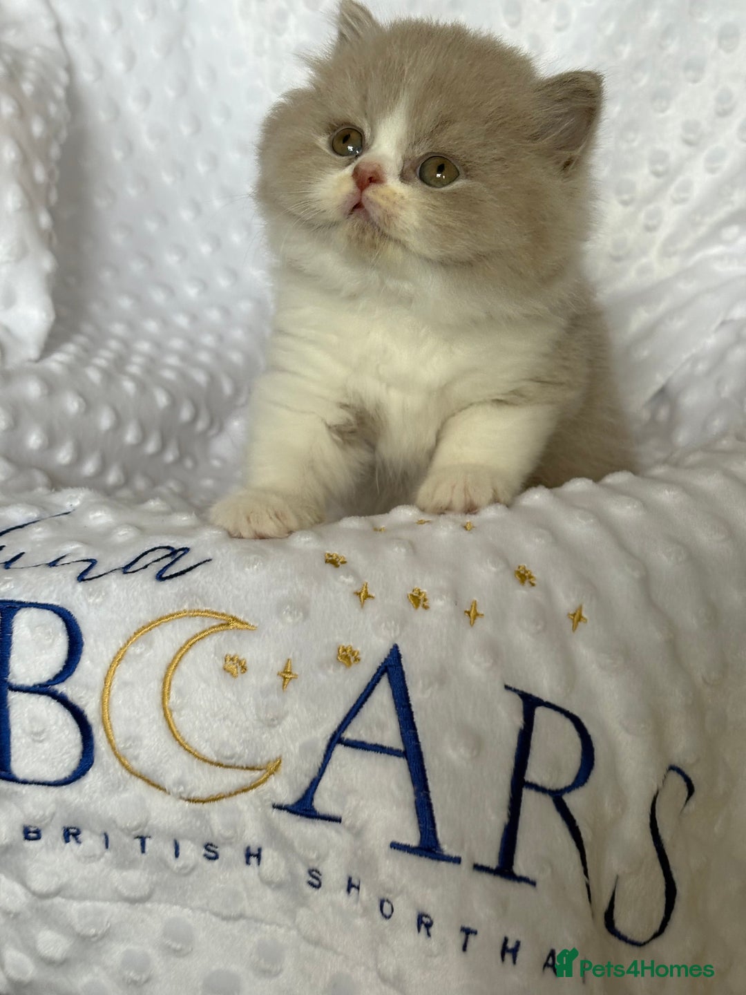 British Shorthair cats for sale: Tica registered lilac bi kittens available  - Image 3