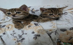 Mixed Breed cats for sale: 2 lovely girls looking for forever home  - Image 1