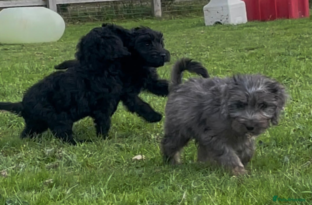 Cockapoo dogs for sale: F1 unique cockerpoo pups  - Image 6