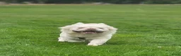 French Bulldog dogs for sale: RARE FLUFFY FRENCHIE PUPPIES!! - Advert 17