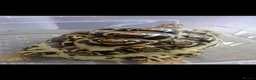 Tortoise reptiles for sale: Leopard tortoises  - Advert 2