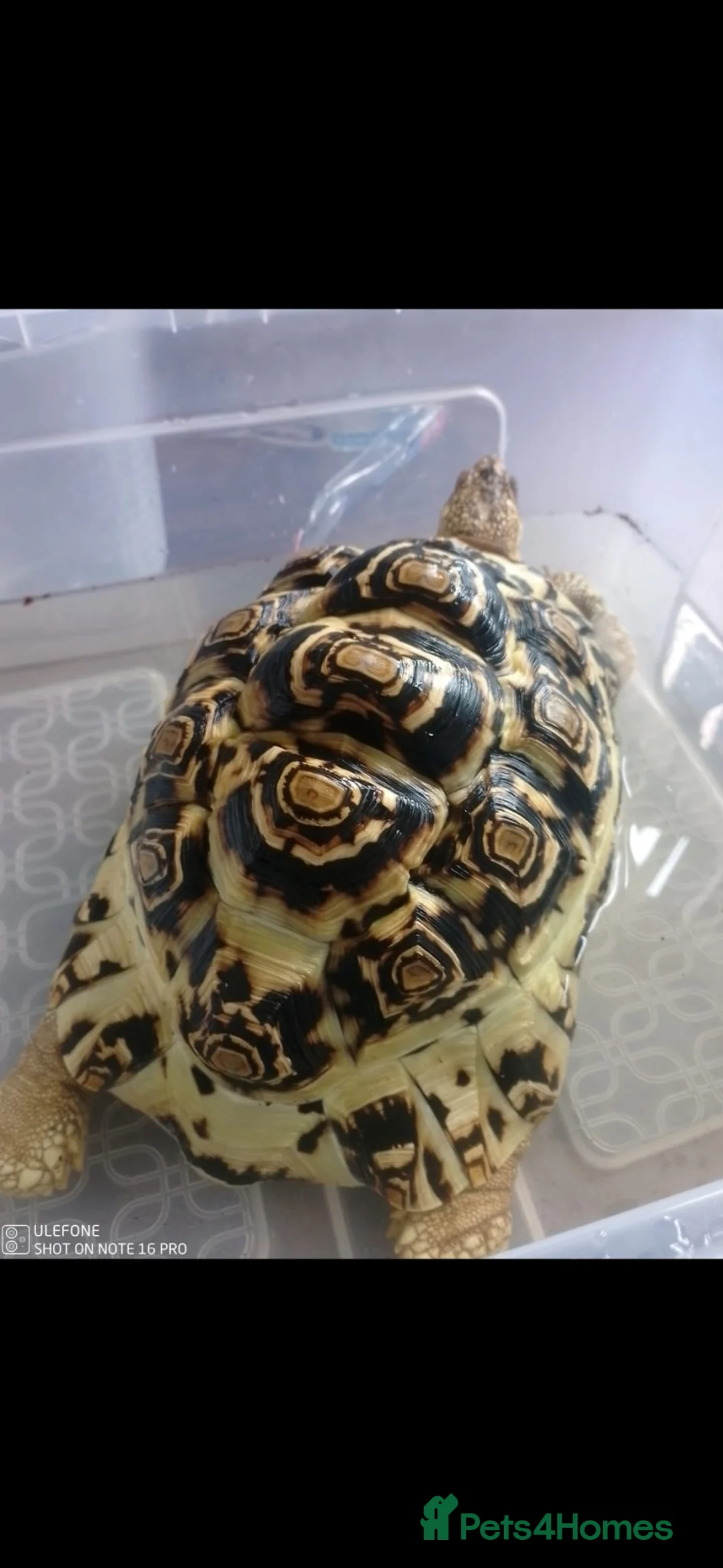 Tortoise reptiles for sale: Leopard tortoises  - Advert 2