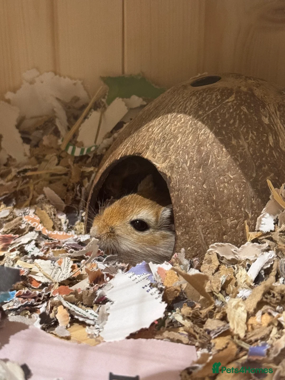 Gerbil rodents for sale: Loving Home Wanted for Gabie - Advert 2