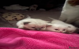 Ragdoll cats for sale: 🩵 Beautiful Ragdoll Kittens Ready at 12 Weeks! 🩵 - Image 28