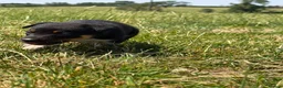 Mixed Breed dogs for sale: Lovely working collie/kelpie puppies in Buckingham - Advert 9