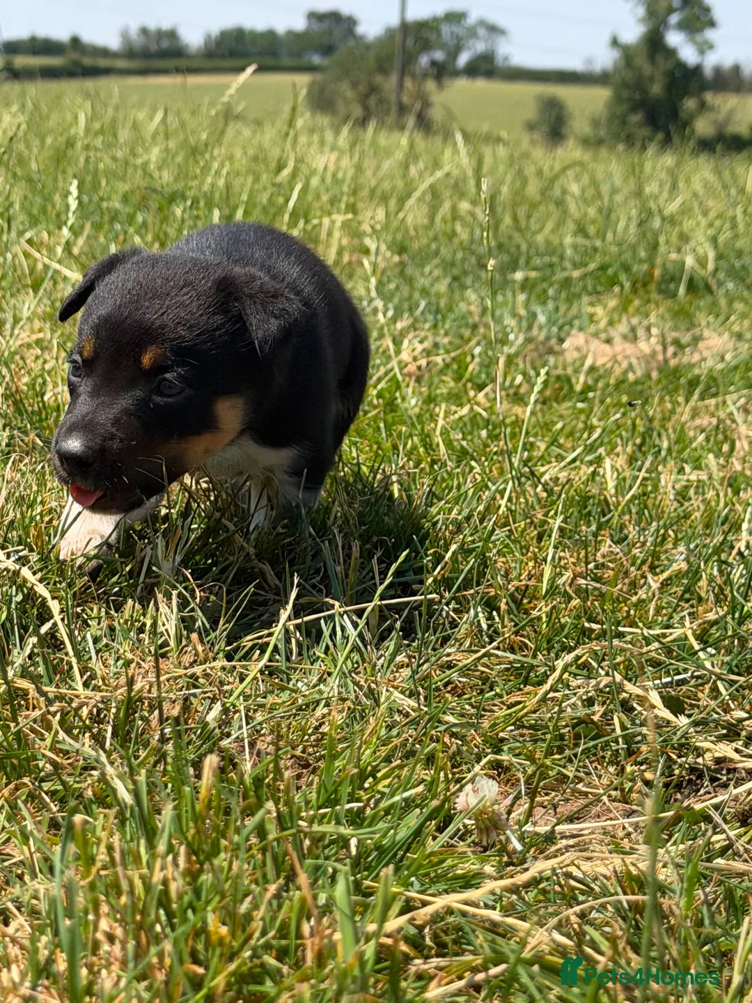 Mixed Breed dogs for sale: Lovely working collie/kelpie puppies in Buckingham - Advert 9