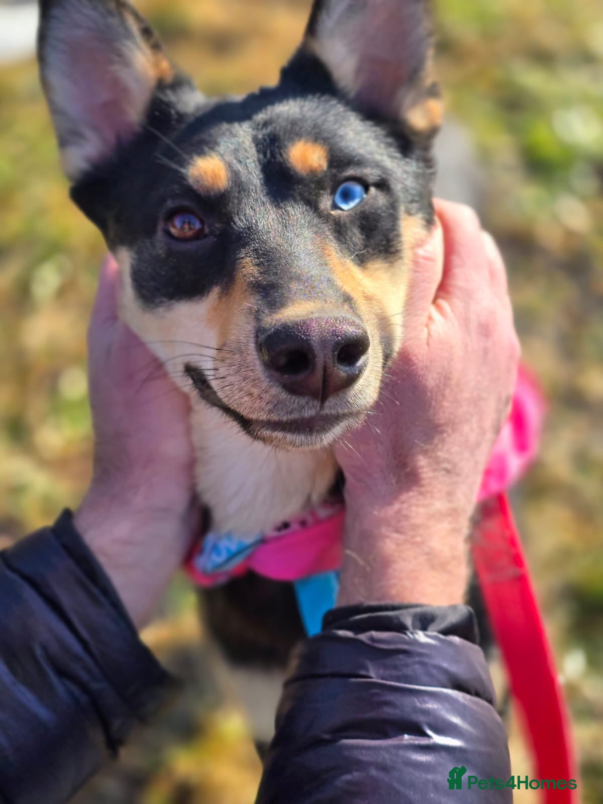 Mixed Breed dogs ❤️🐶 CHLOE – THE KIND OF DOG EVERYONE DREAMS OF - Advert 2