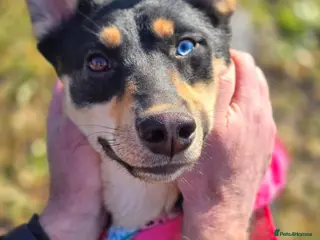 Mixed Breed dogs ❤️🐶 CHLOE – THE KIND OF DOG EVERYONE DREAMS OF - Advert 2