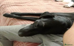 Mixed Breed dogs for adoption: SHEAMUS - a handsome boy for an experienced Owner - Image 37