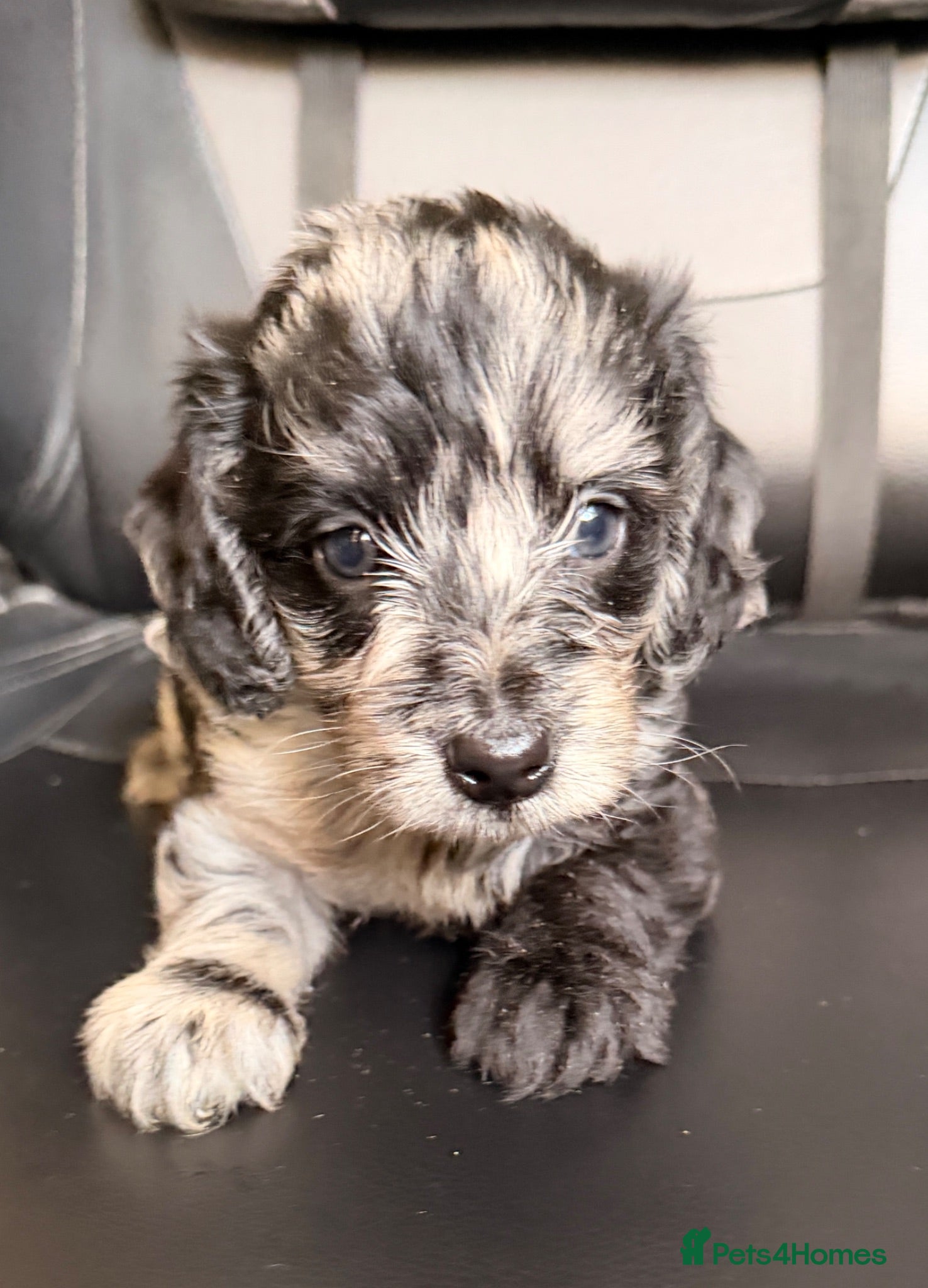 Doxiepoo dogs MERLE DOXIEPOOS BOTH PARENTS HEALTH TESTED  - Advert 1