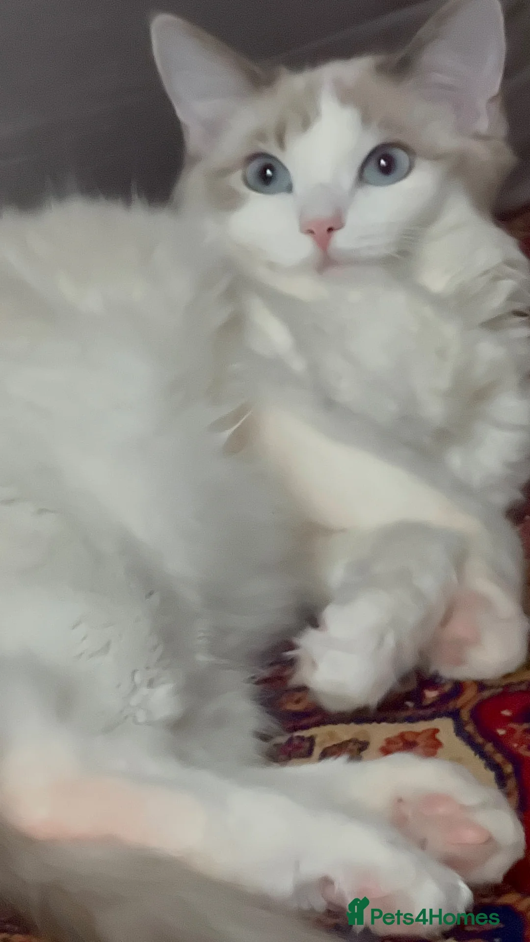 Ragdoll cats for sale: ragdoll  - Advert 2