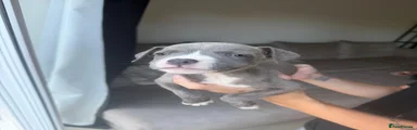 Nova